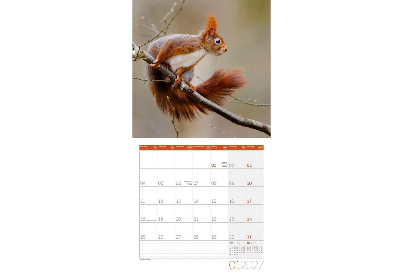 Ackermann Wandkalender Eichhörnchen Kalender 2027 - 30x30 - Art12 – Bild 2 von 5