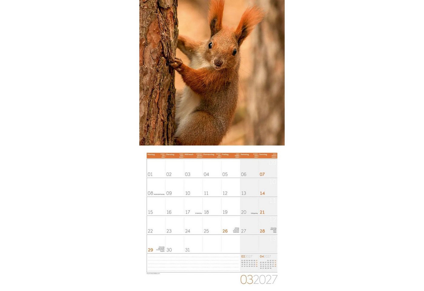 Ackermann Wandkalender Eichhörnchen Kalender 2027 - 30x30 - Art12 – Bild 4 von 5