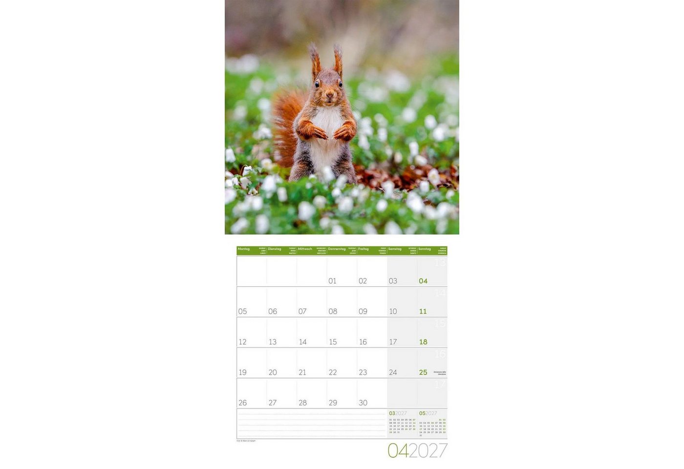 Ackermann Wandkalender Eichhörnchen Kalender 2027 - 30x30 - Art12 – Bild 5 von 5