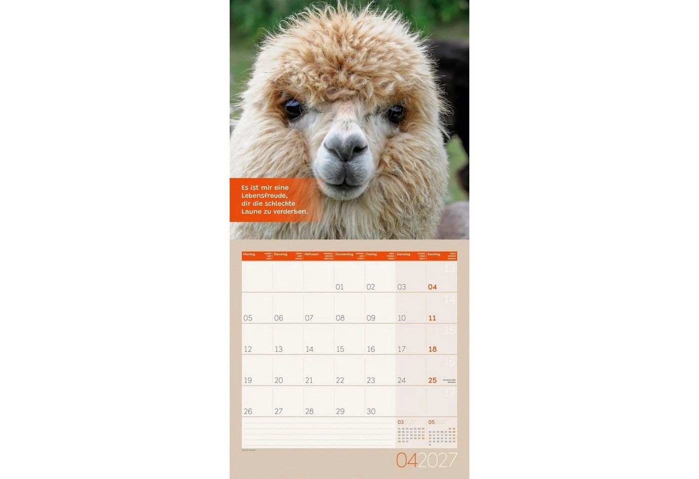 Ackermann Wandkalender No Drama, Lama Kalender 2027 - 30x30 - Art12 – Bild 5 von 5
