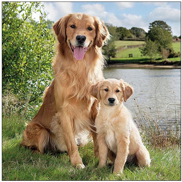 Ambiente Luxury Paper Products Papierserviette, Servietten Papier 33x33cm 3-lagig mit Hund & Welpe Motiv 20 Stück