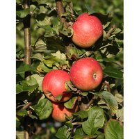 Apfel 'Alkmene', Spindel, langsam und schlank wachsend