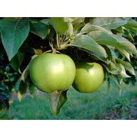 Apfel »Granny Smith Compact«, Spindel, dunkelgrün, gute Lagerfähigkeit, kompakter Wuchs