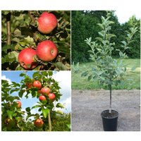 Apfelbaum »Alkmene« und »James Grieve«, 2 Sorten, süß-säuerlich, 300 - 400 cm Wuchshöhe