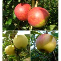 Apfelbaum-Set »Alte Sorten«, 3 Obstbäume, frühe bis späte Ernten, regelmäßig hohe Erträge