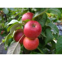 Apfelbaum »Starcats«, Säulenobst, Malus domestica, süßsäuerlich, winterhart, mehrjährig