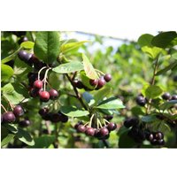 Apfelbeere 'Aronia Nero'