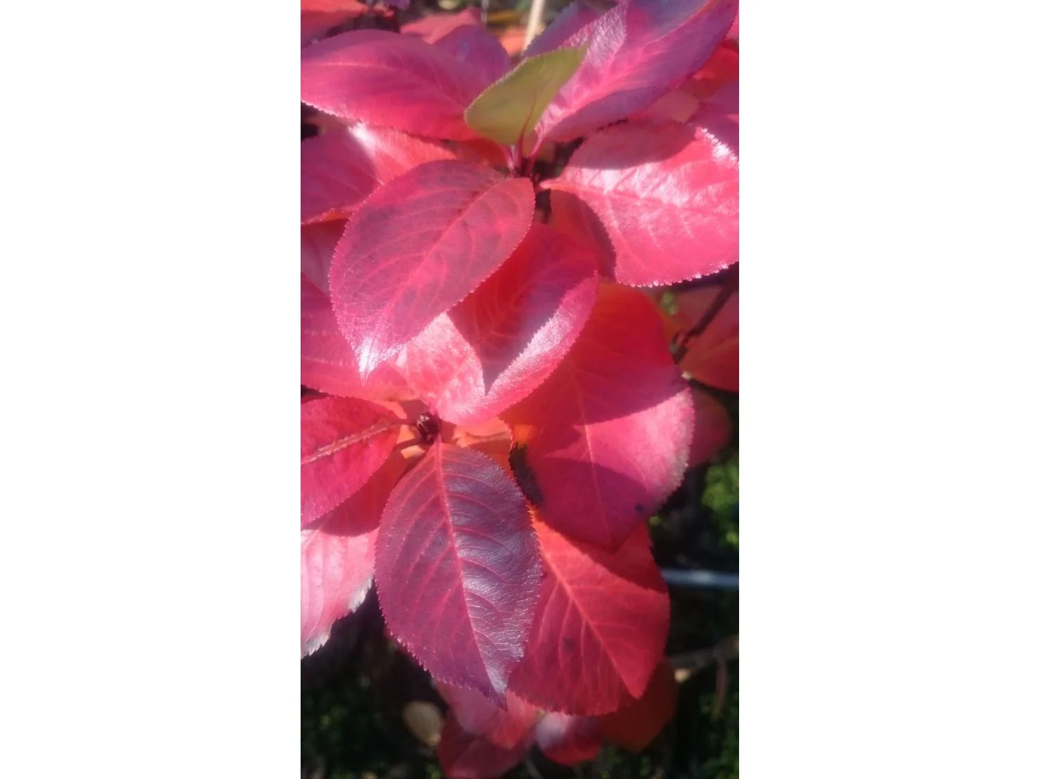 Apfelbeere 'Aronia Nero' – Bild 2 von 2