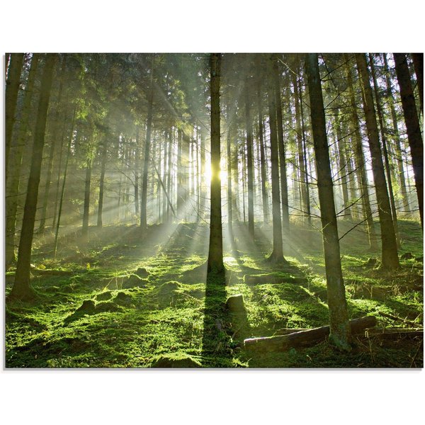 Artland Glasbild Wald im Gegenlicht, Wald (1 St), in verschiedenen Größen