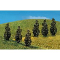 6 PREMIUM Thujas – Ansicht 1