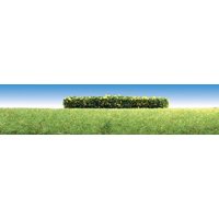 3 Hecken, gelb blühend – Ansicht 1