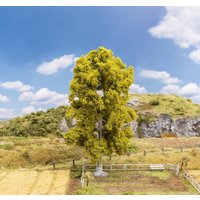 Birke – Ansicht 1