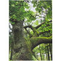 Notizbuch "Baum" DIN A5 blanko, 72 Blatt