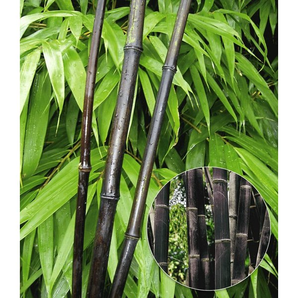BALDUR Garten Bambus Schwarzer Bambus 'Black Pearl', 1 St., Schwarzrohrbambus,winterhart, mehrjährig, blickdicht