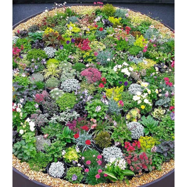 BALDUR Garten Bodendecker 8er Steingarten-Stauden-Mix, 8 St., Lippenblütler, genügsam,winterhart, mehrjährig, pflegeleicht