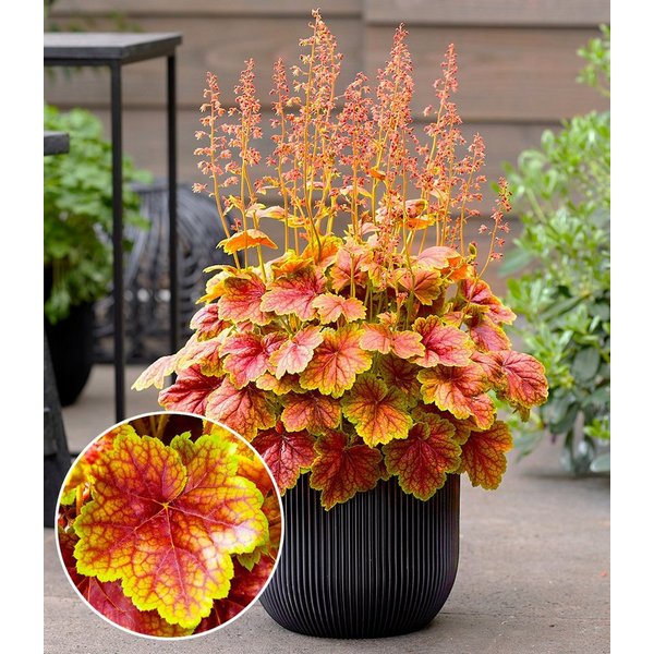 BALDUR Garten Bodendecker Heuchera 'Eternal Flame®', 2 St., winterhart, lange Blütezeit