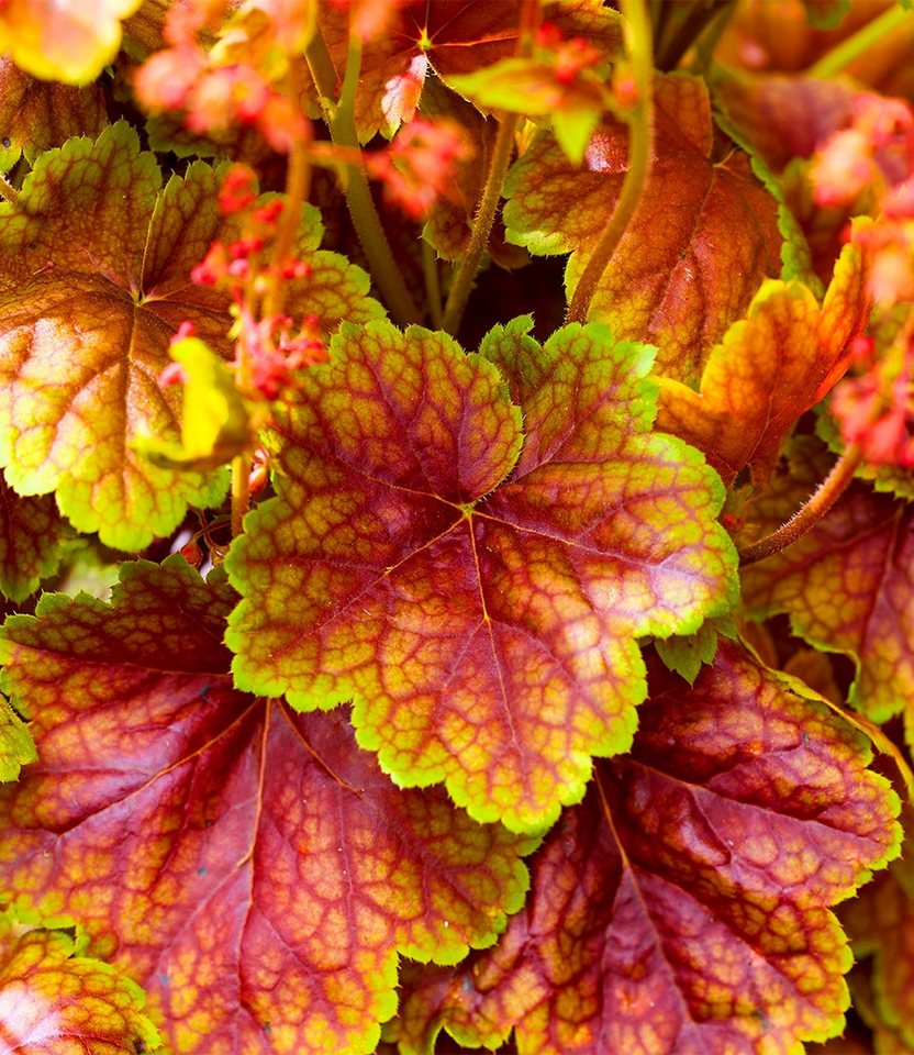 BALDUR Garten Bodendecker Heuchera 'Eternal Flame®', 1 St., winterhart, lange Blütezeit – Bild 2 von 3