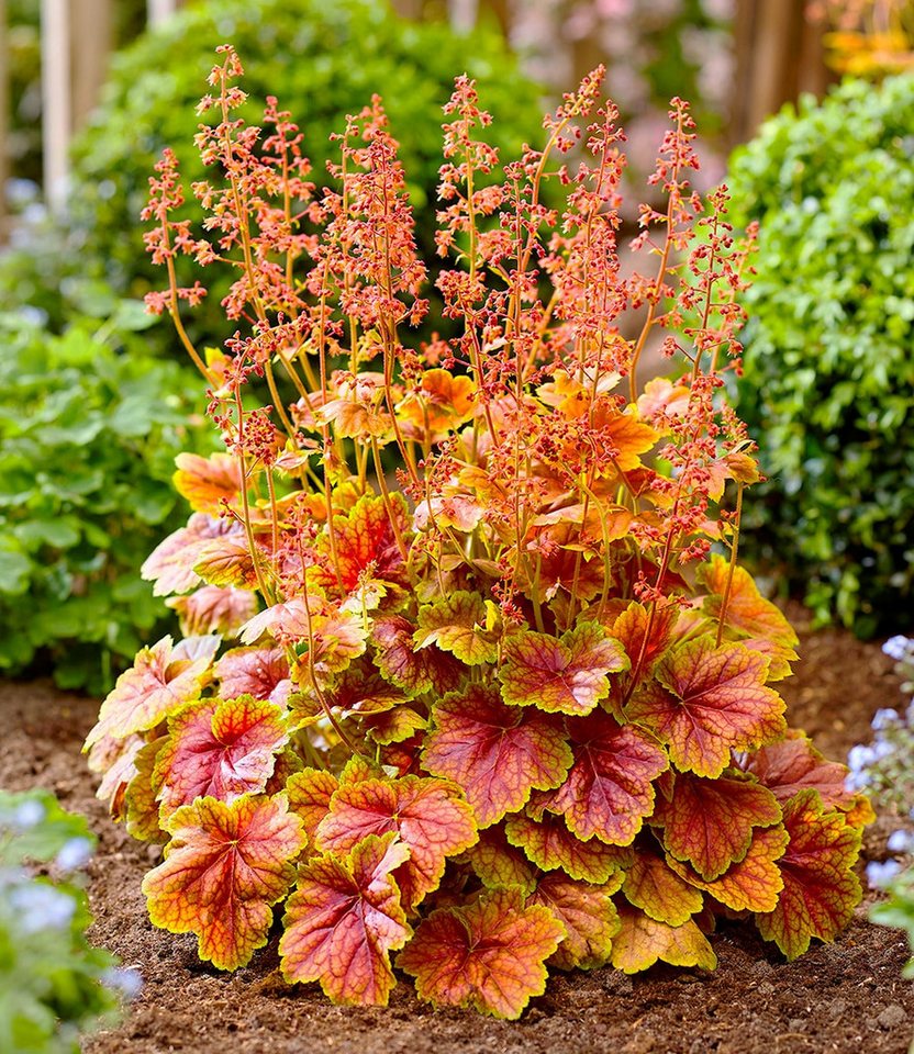 BALDUR Garten Bodendecker Heuchera 'Eternal Flame®', 1 St., winterhart, lange Blütezeit – Bild 3 von 3