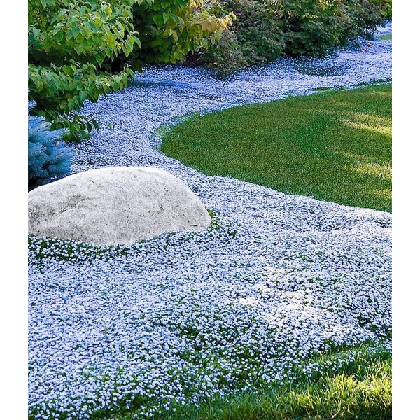 BALDUR Garten Bodendecker Isotoma 'Blue Foot®', 15 St., Schnellwachsend,winterhart, mehrjährig, pflegeleicht