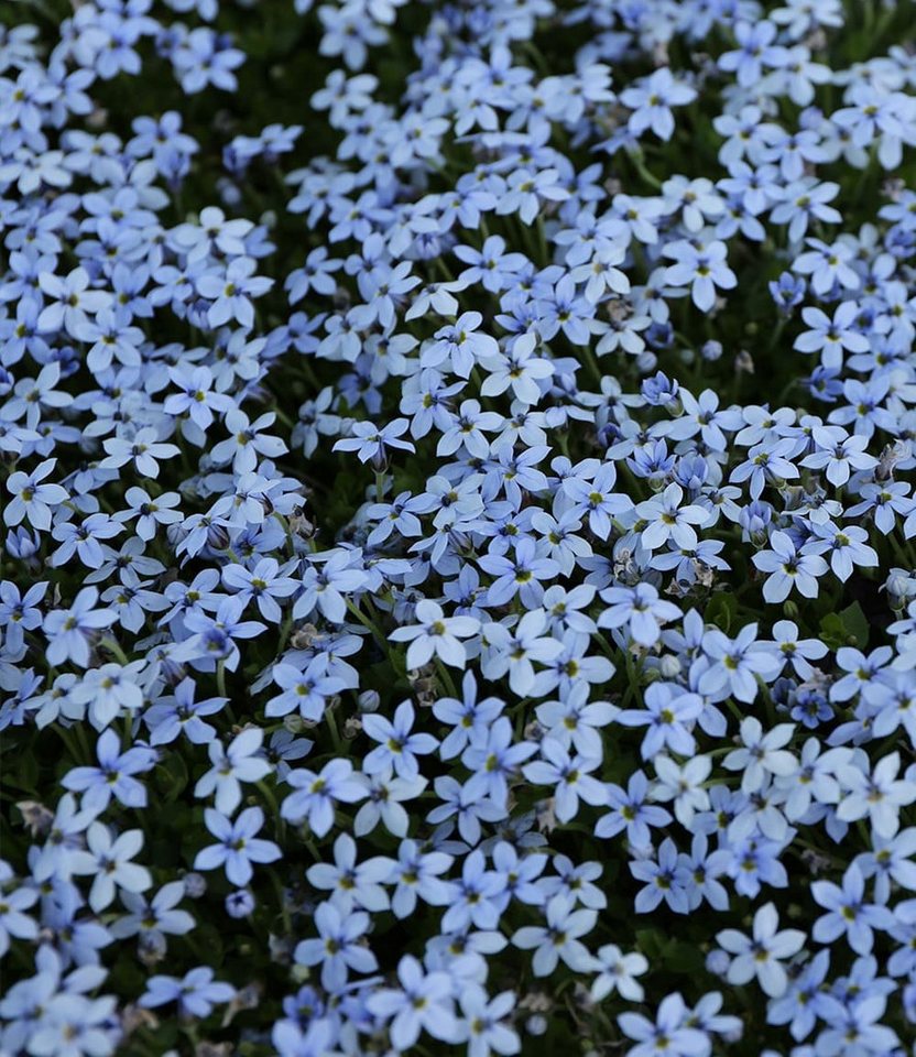 BALDUR Garten Bodendecker Isotoma 'Blue Foot®', 15 St., Schnellwachsend,winterhart, mehrjährig, pflegeleicht – Bild 2 von 3
