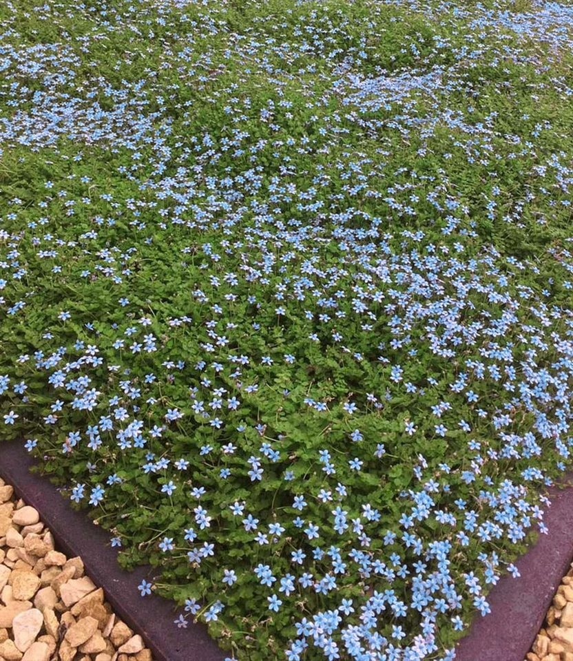 BALDUR Garten Bodendecker Isotoma 'Blue Foot®', 15 St., Schnellwachsend,winterhart, mehrjährig, pflegeleicht – Bild 3 von 3