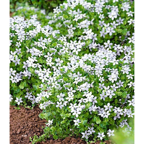BALDUR Garten Bodendecker Isotoma 'White Splash', 3 St., Schnellwachsend,winterhart, mehrjährig, pflegeleicht