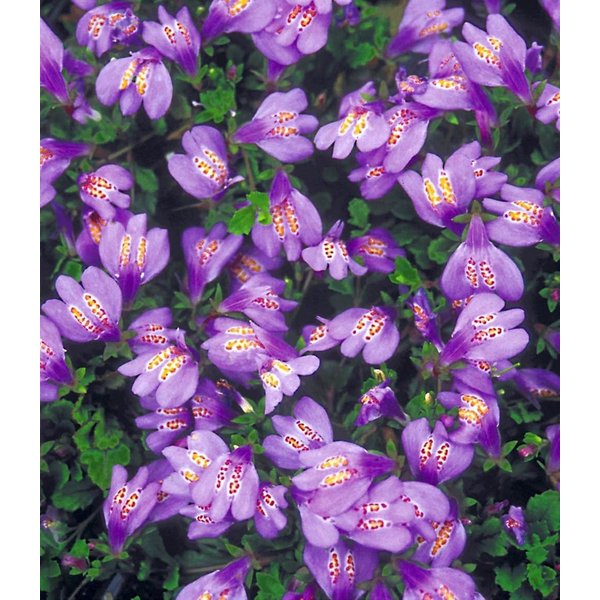 BALDUR Garten Bodendecker Bodendecker 'Mazus Reptans', 3 St., Lippenmäulchen, immergrün,winterhart, mehrjährig