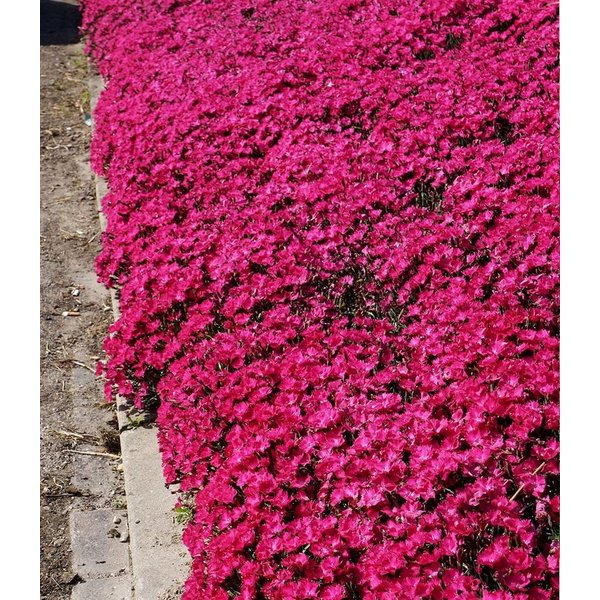 BALDUR Garten Bodendecker Bodendecker-Nelke 'Vivid®', 9 St., Polsterstaude,duftend,winterhart, mehrjährig, pflegeleicht