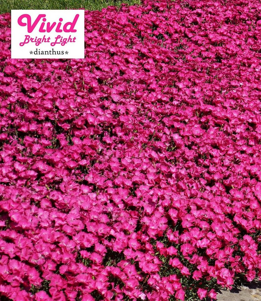 BALDUR Garten Bodendecker Bodendecker-Nelke 'Vivid®', 9 St., Polsterstaude,duftend,winterhart, mehrjährig, pflegeleicht – Bild 2 von 2