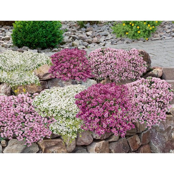 BALDUR Garten Bodendecker Bodendecker-Set Thymian, 18 St., Bodendecker-thymian,winterhart,duftend