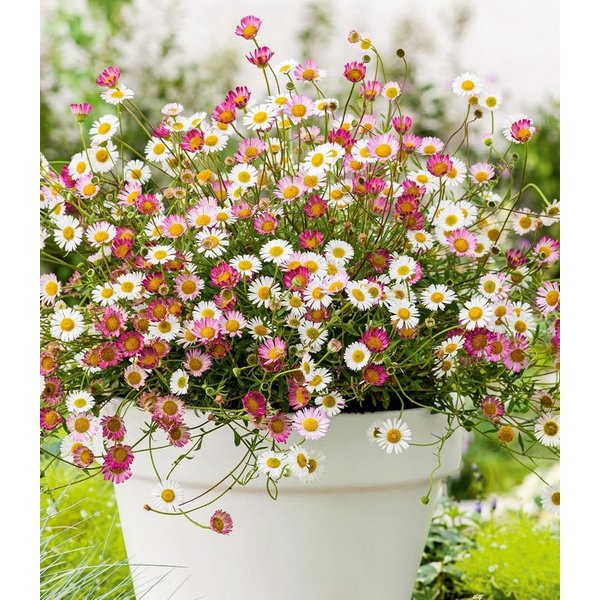 BALDUR Garten Bodendecker Spanisches Gänseblümchen, 3 St., Karwinskyberufkraut, genügsam,winterhart, mehrjährig
