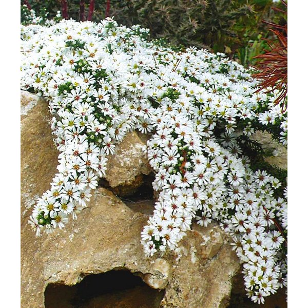 BALDUR Garten Bodendecker Steinaster 'Snowflurry', 1 St., Myrtenaster,winterhart, blühfreudig,reichblühend, pflegeleicht