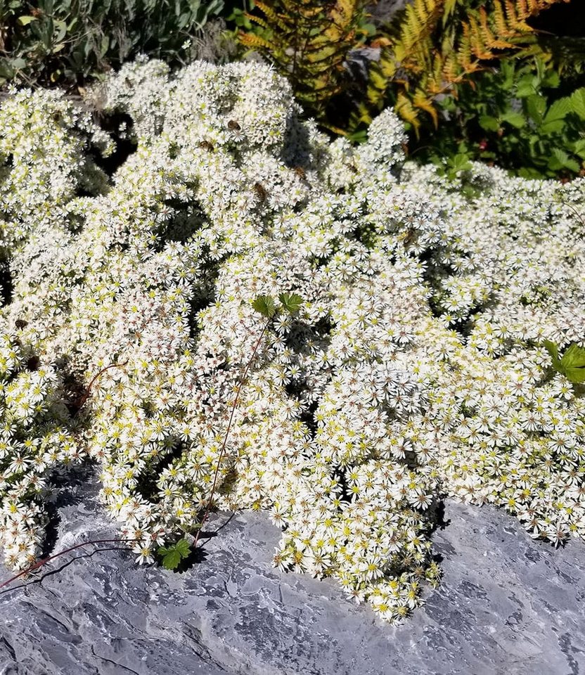 BALDUR Garten Bodendecker Steinaster 'Snowflurry', 1 St., Myrtenaster,winterhart, blühfreudig,reichblühend, pflegeleicht – Bild 2 von 4
