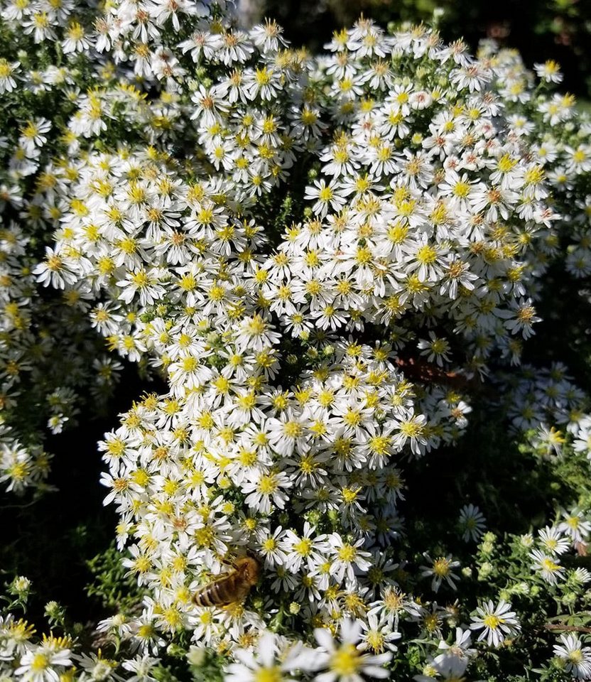 BALDUR Garten Bodendecker Steinaster 'Snowflurry', 1 St., Myrtenaster,winterhart, blühfreudig,reichblühend, pflegeleicht – Bild 4 von 4