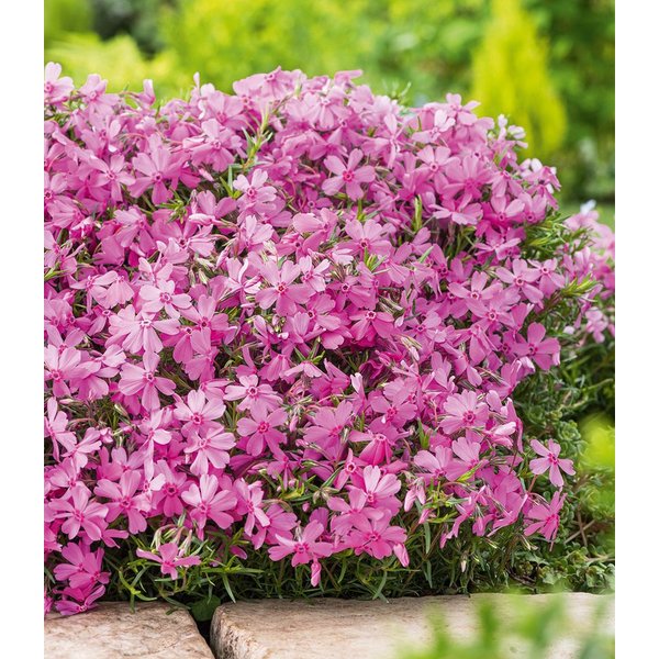 BALDUR Garten Bodendecker Teppichphlox 'Emerald Pink', 3 St., Polsterstauden,duftend, reichblühend, genügsam,winterhart