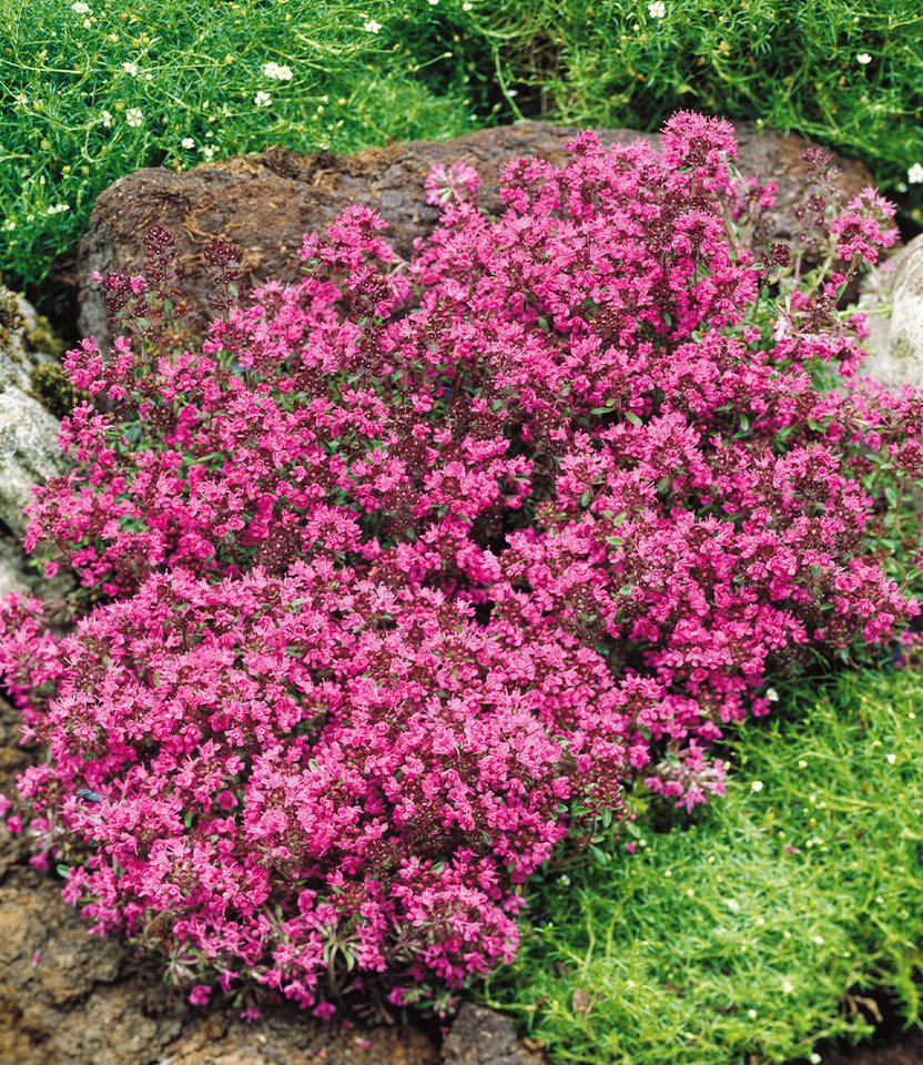 BALDUR Garten Bodendecker Bodendecker-Thymian, 3 St., Gerbirgsthymian,duftend, immergrün,winterhart, mehrjährig – Bild 2 von 2