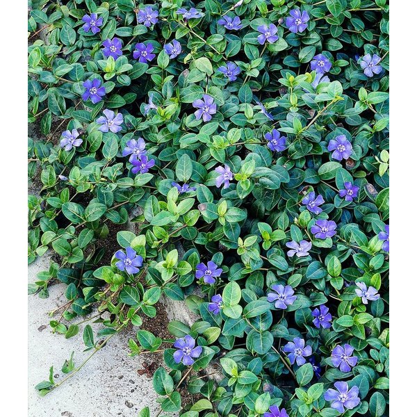 BALDUR Garten Bodendecker Vinca minor 'Blau', 18 St., Kleines Immergrün,winterhart, mehrjährig, pflegeleicht, robust