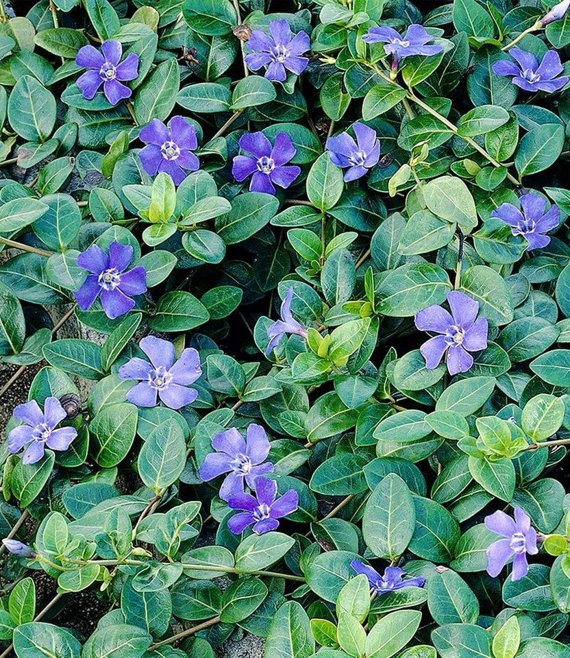BALDUR Garten Bodendecker Vinca minor 'Blau', 18 St., Kleines Immergrün,winterhart, mehrjährig, pflegeleicht, robust – Bild 2 von 3