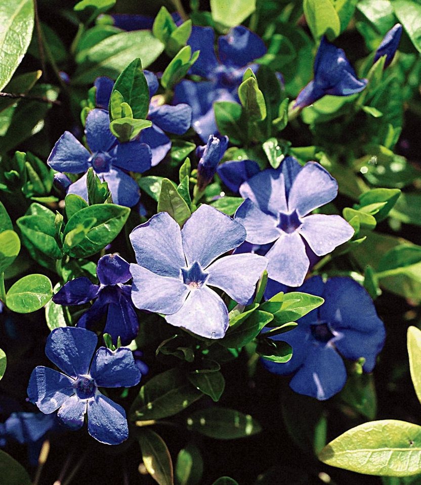 BALDUR Garten Bodendecker Vinca minor 'Blau', 18 St., Kleines Immergrün,winterhart, mehrjährig, pflegeleicht, robust – Bild 3 von 3