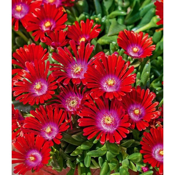BALDUR Garten Bodendecker Winterharte Eisblume 'Sundella Red®', 6 St., Mittagsblume, reichblühend,winterhart, mehrjährig, pflegeleicht