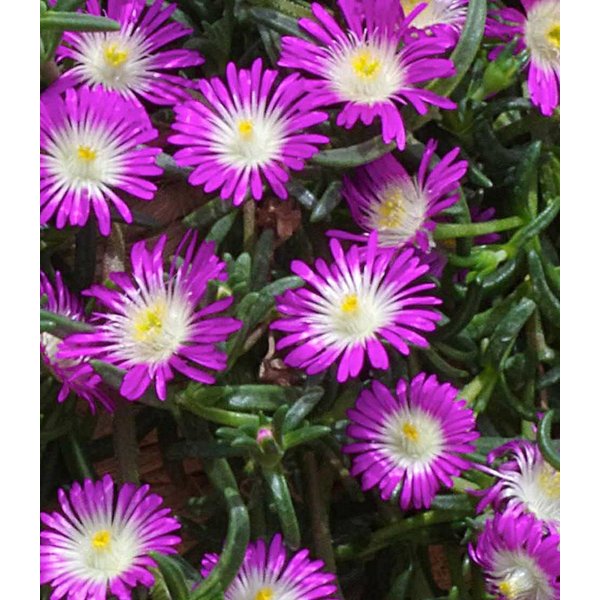 BALDUR Garten Bodendecker Winterharte Eisblume 'Violett Wonder', 3 St., Mittagsblume, reichblühend,winterhart, mehrjährig, pflegeleicht