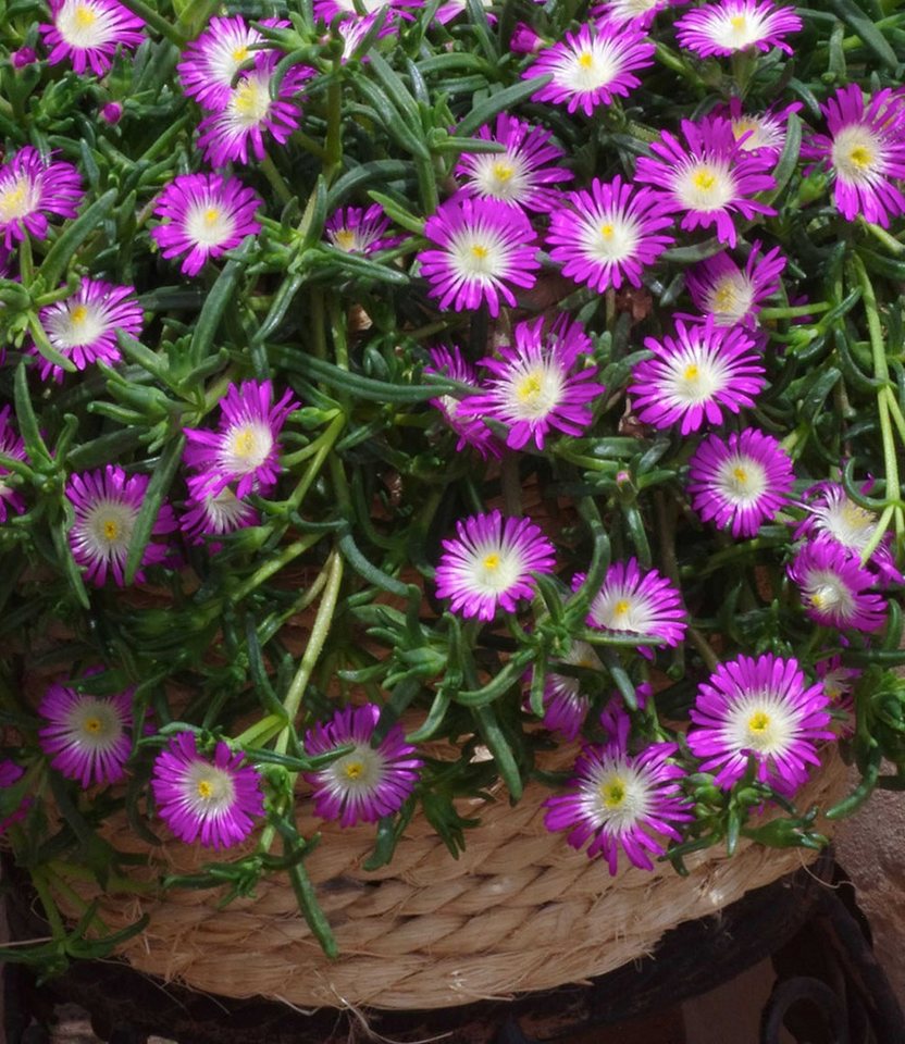 BALDUR Garten Bodendecker Winterharte Eisblume 'Violett Wonder', 3 St., Mittagsblume, reichblühend,winterhart, mehrjährig, pflegeleicht – Bild 2 von 3