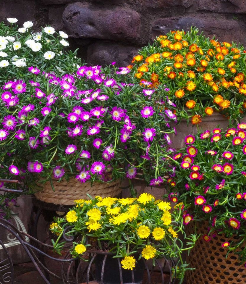 BALDUR Garten Bodendecker Winterharte Eisblume 'Violett Wonder', 3 St., Mittagsblume, reichblühend,winterhart, mehrjährig, pflegeleicht – Bild 3 von 3