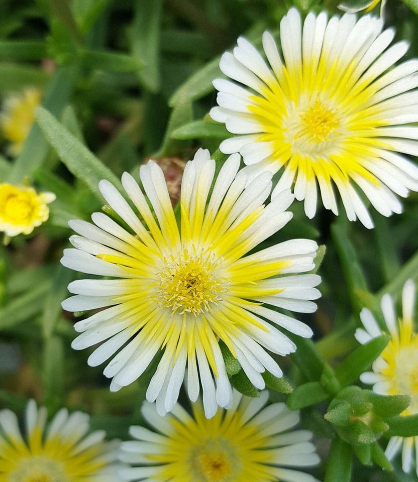 BALDUR Garten Bodendecker Winterharte Eisblumen 'Summer Mix', 6 St., Mittagsblume, reichblühend,winterhart, mehrjährig, pflegeleicht – Bild 3 von 5