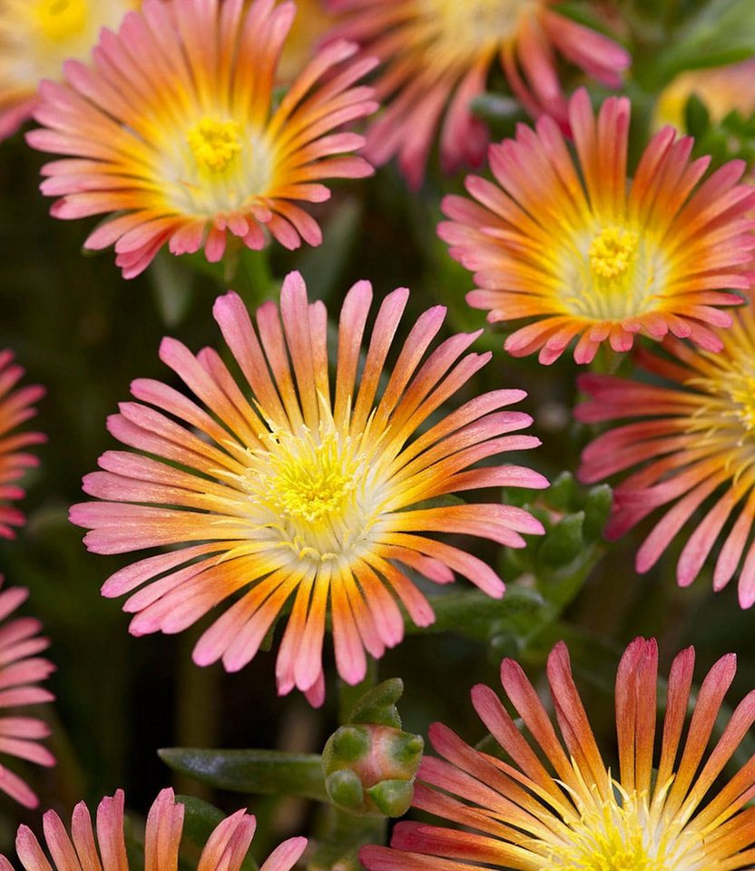 BALDUR Garten Bodendecker Winterharte Eisblumen 'Summer Mix', 6 St., Mittagsblume, reichblühend,winterhart, mehrjährig, pflegeleicht – Bild 5 von 5