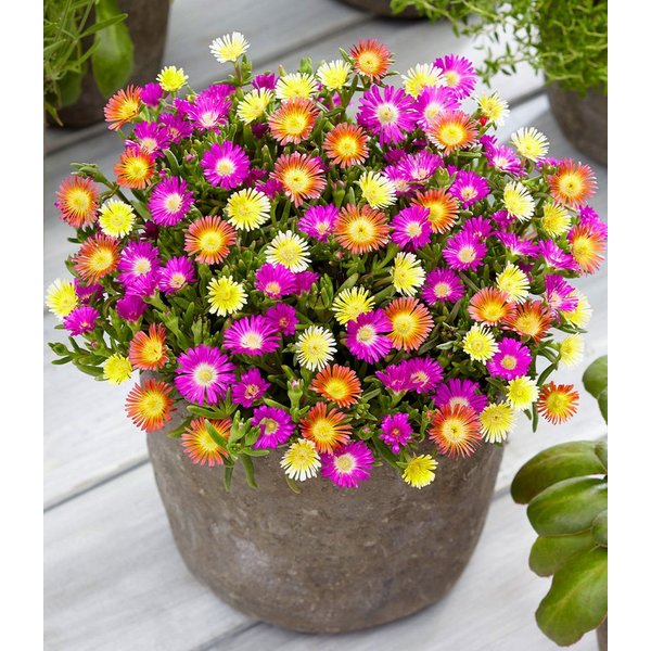 BALDUR Garten Bodendecker Winterharte Eisblumen 'Summer Mix', 9 St., Mittagsblume, reichblühend,winterhart, mehrjährig, pflegeleicht