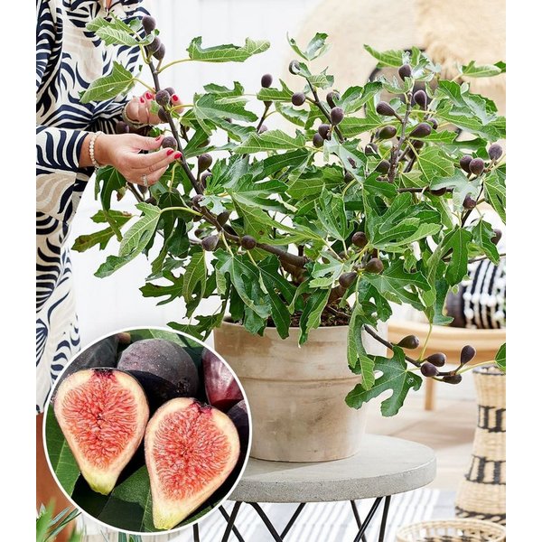BALDUR Garten Feigenbaum Mini Feigenbaum 'Little Miss Figgy®', 1 St., Selbstbefruchtend,winterhart, mehrjährig, pflegeleicht