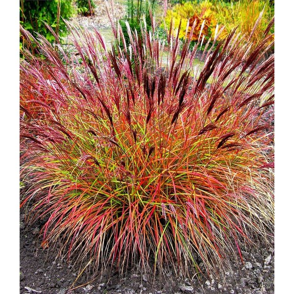 BALDUR Garten Gräser Chinaschilf 'Red Chief', 1 St., Süßgrasartige, mehrjährig, pflegeleicht