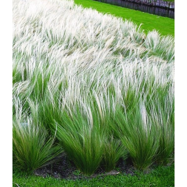 BALDUR Garten Gräser Federgras (Stipa), 3 St., Engelshaar, genügsam,winterhart, mehrjährig, pflegeleicht
