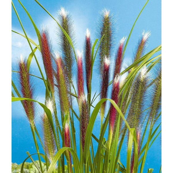BALDUR Garten Gräser Lampenputzergras 'Red Head', 1 St., Federborstengras,winterhart, mehrjährig, pflegeleicht